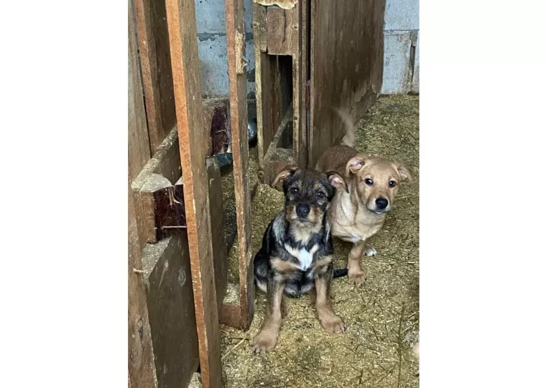 Tsutsenyata (Цуценята), male young Mixed Breed for adoption at Happy Paw Kyiv
