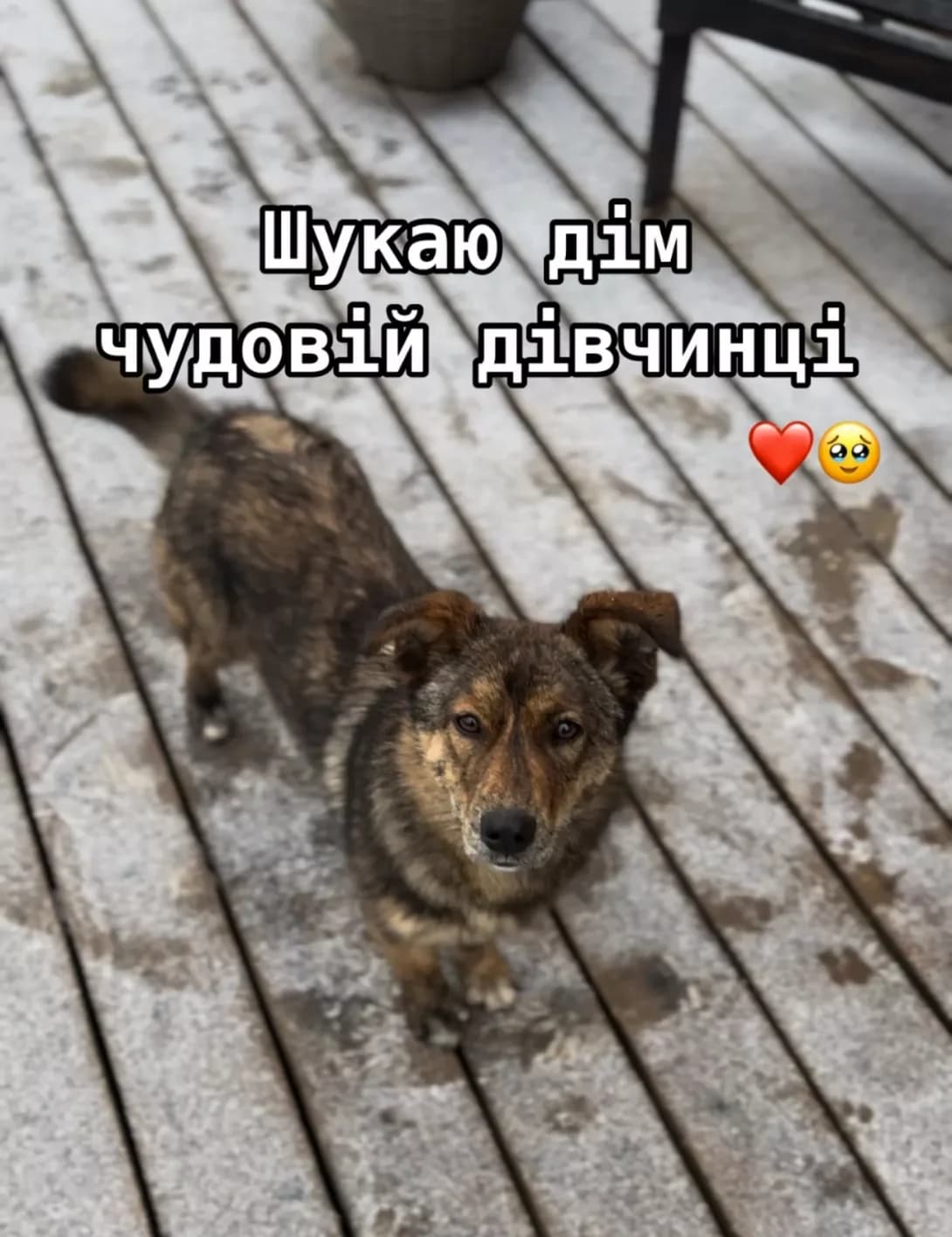 Khʼyumi (Хʼюмі), female young Mixed Breed for adoption at Happy Paw Kyiv