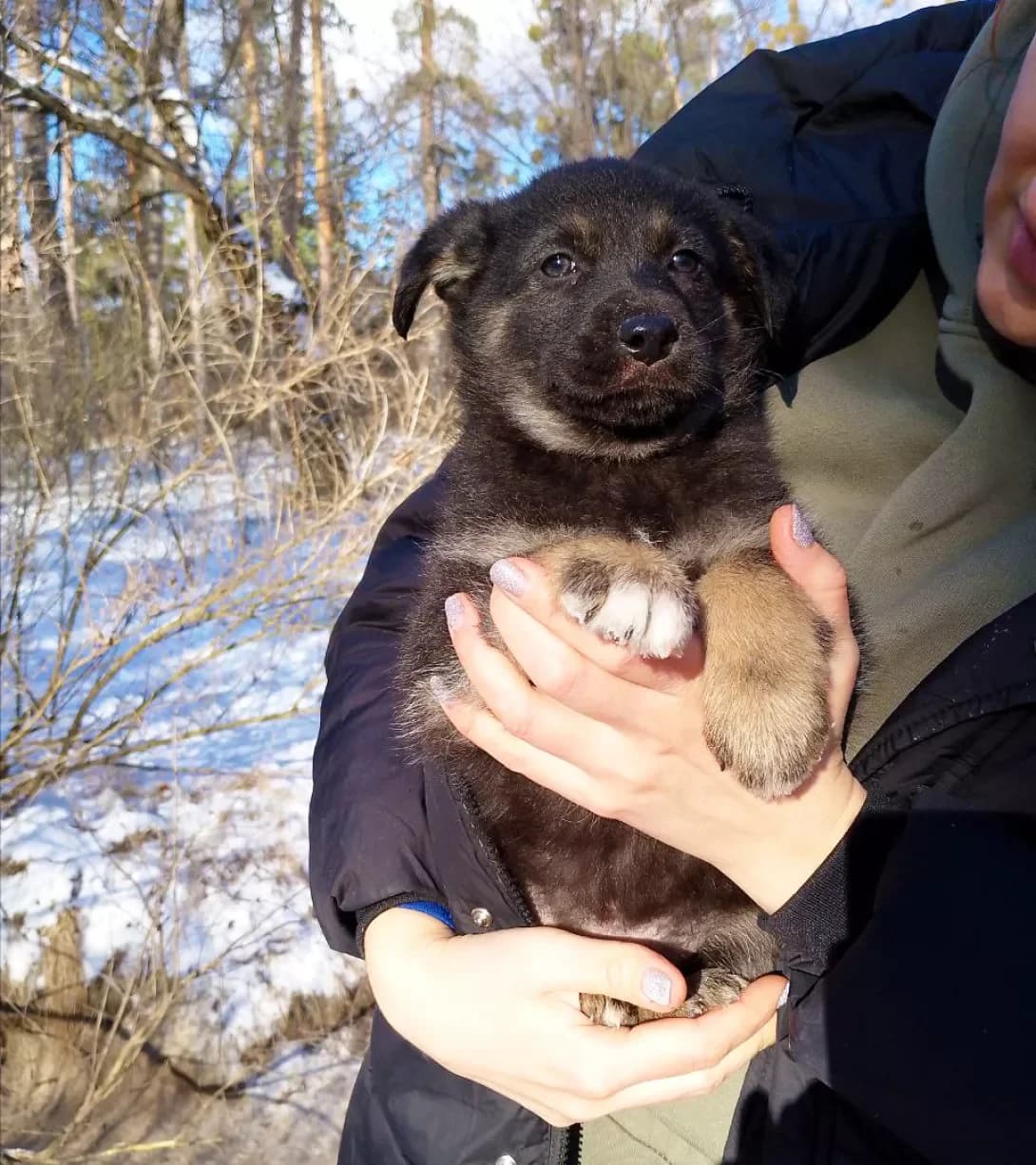 Aza (Аза), female young Mixed Breed for adoption at Happy Paw Kyiv