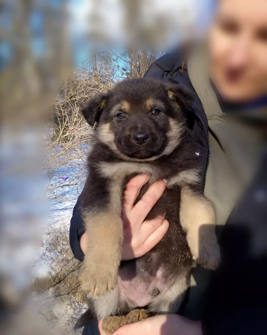 Kevin (Кевін), male young Mixed Breed for adoption at Happy Paw Kyiv