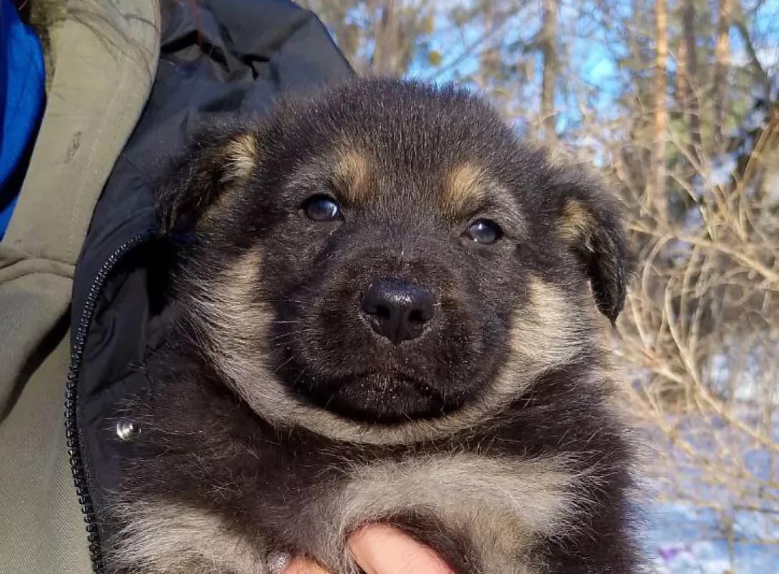 Maykl (Майкл), male young Mixed Breed for adoption at Happy Paw Kyiv