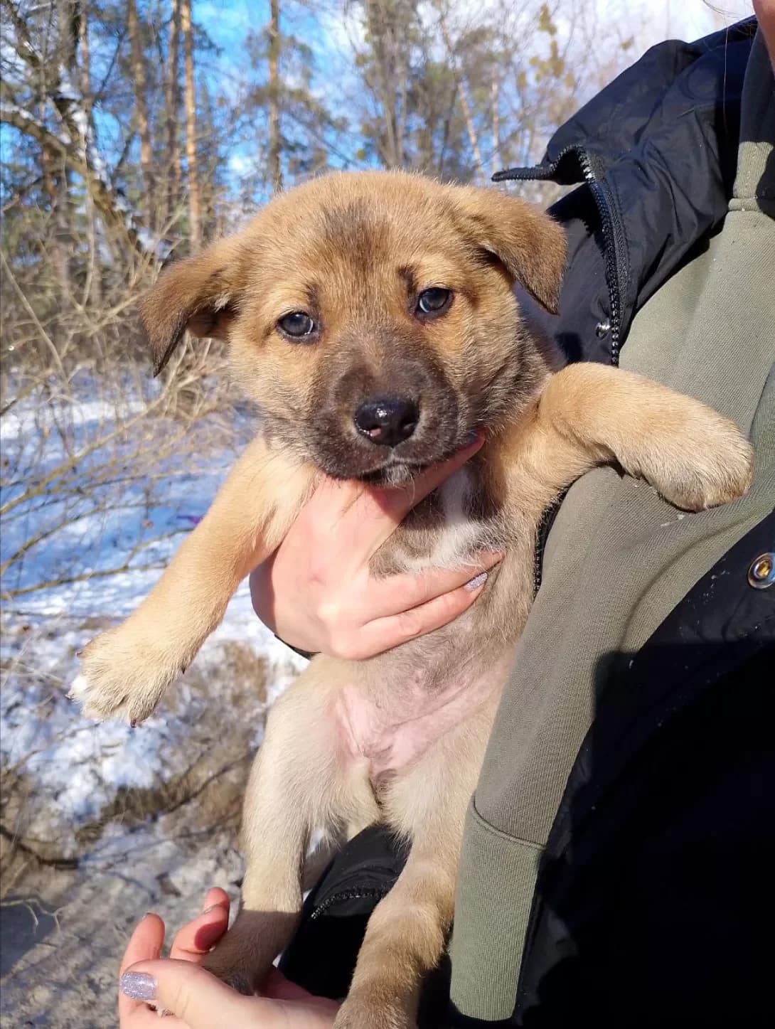 Milka (Мілка), female young Mixed Breed for adoption at Happy Paw Kyiv
