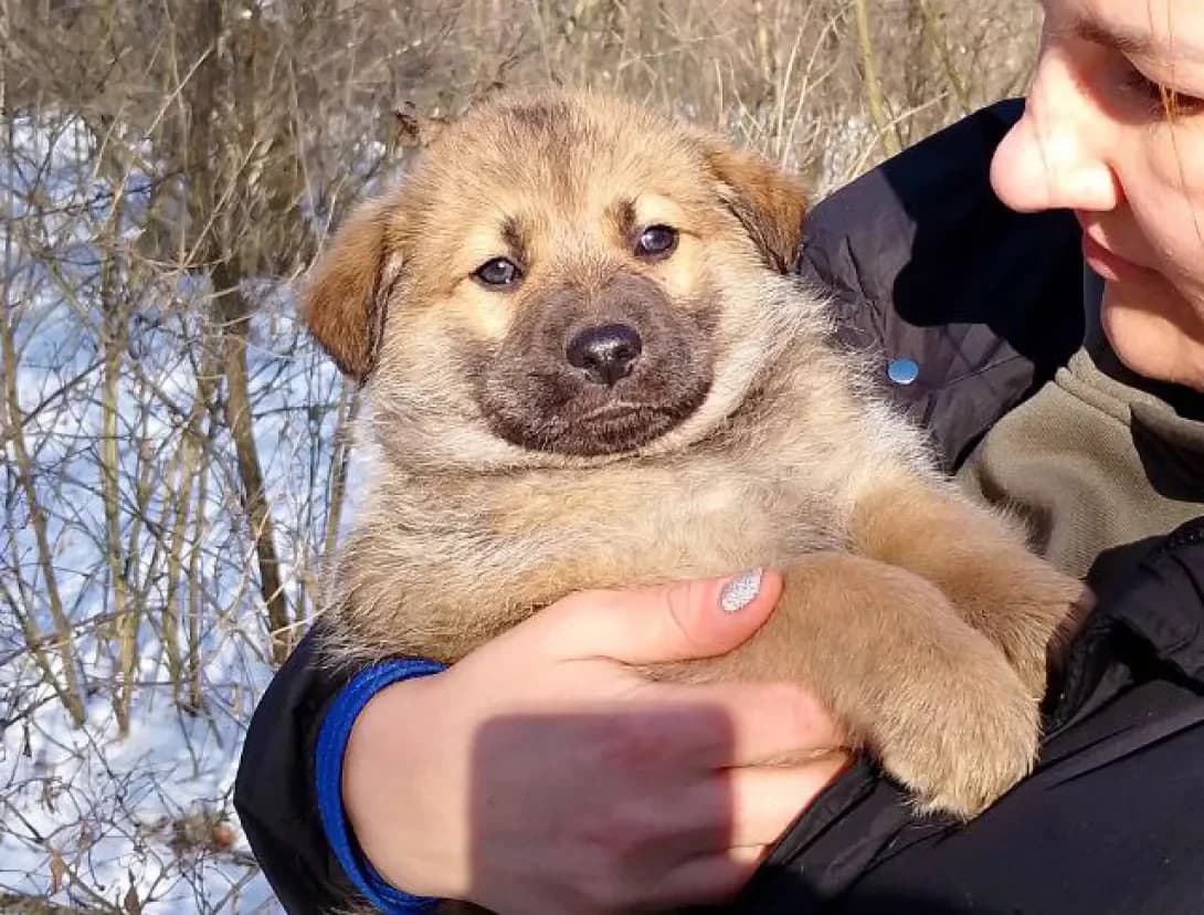 Payk (Пайк), male young Mixed Breed for adoption at Happy Paw Kyiv