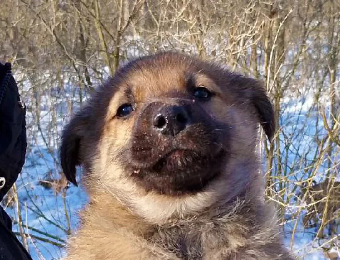 Lord (Лорд), male young Mixed Breed for adoption at Happy Paw Kyiv