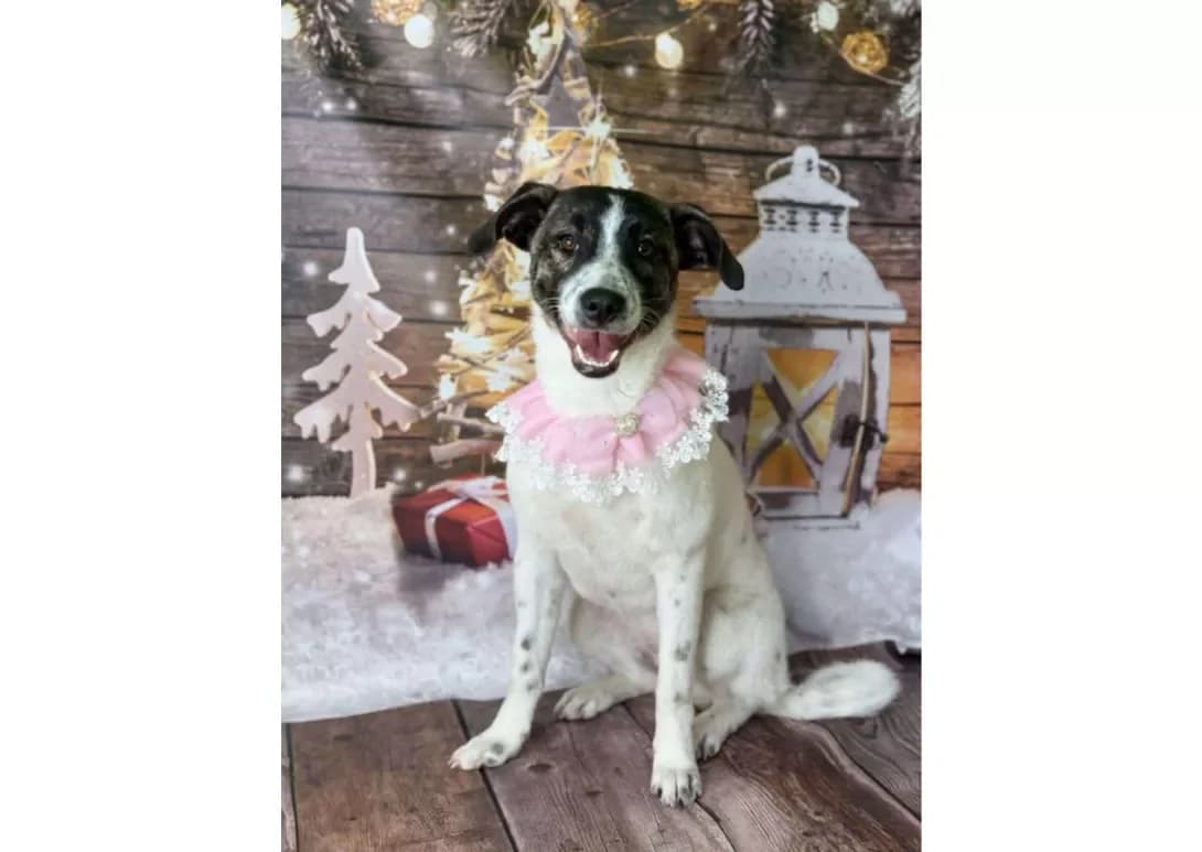 Dora (Дора), female young Mixed Breed for adoption at Happy Paw Kyiv
