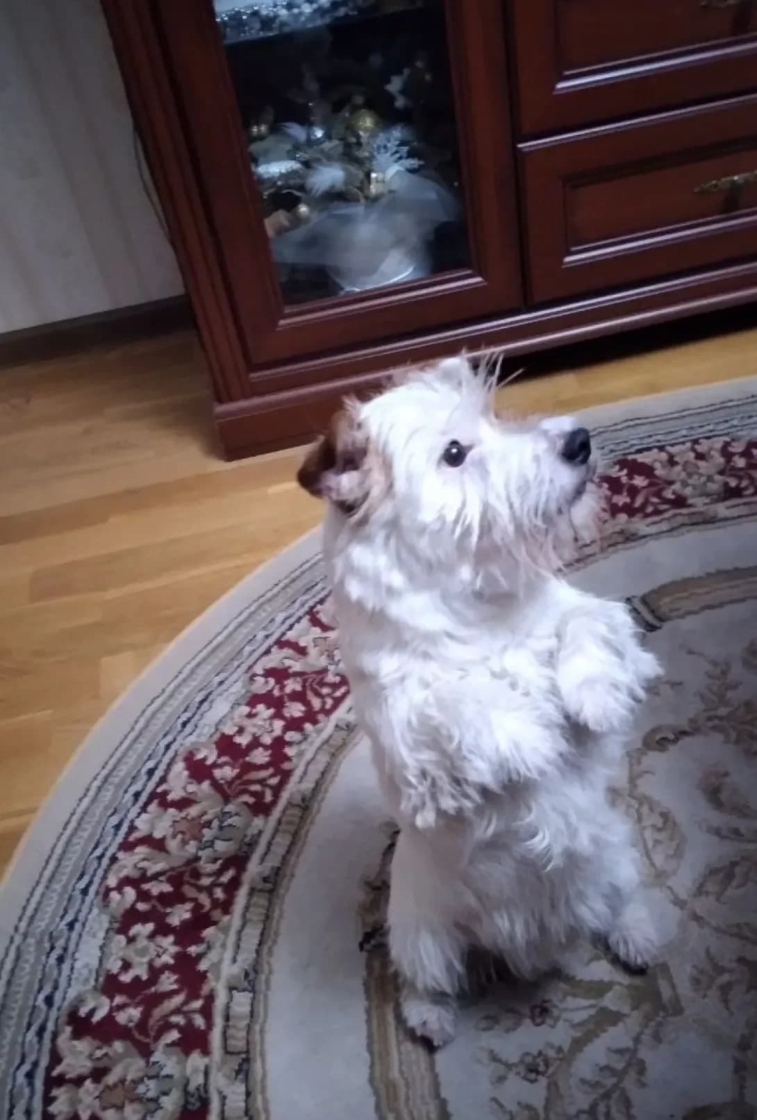 Umka (Умка), male senior Mixed Breed for adoption at Happy Paw Kyiv