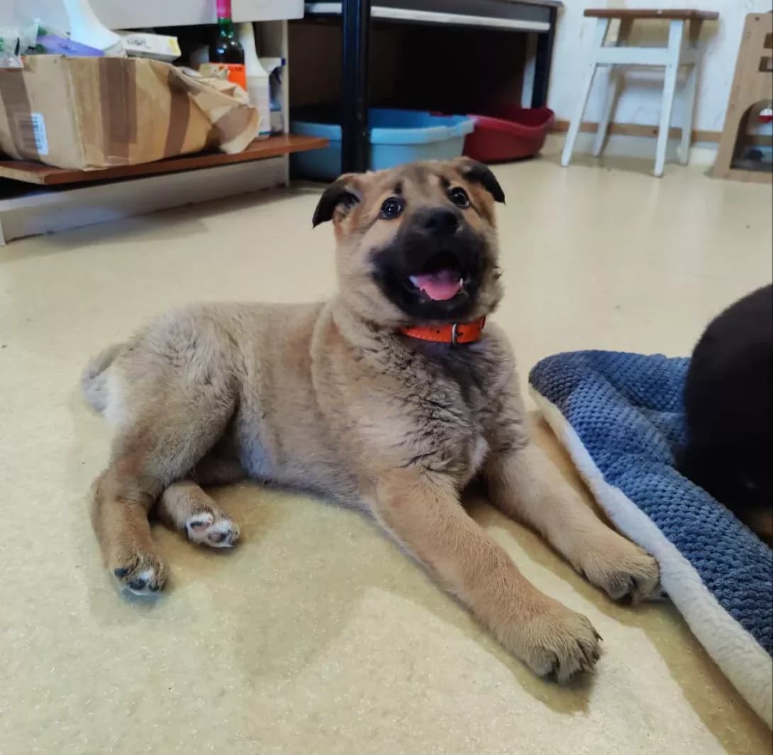 Goldi (Голді), female young Mixed Breed for adoption at Happy Paw Kyiv