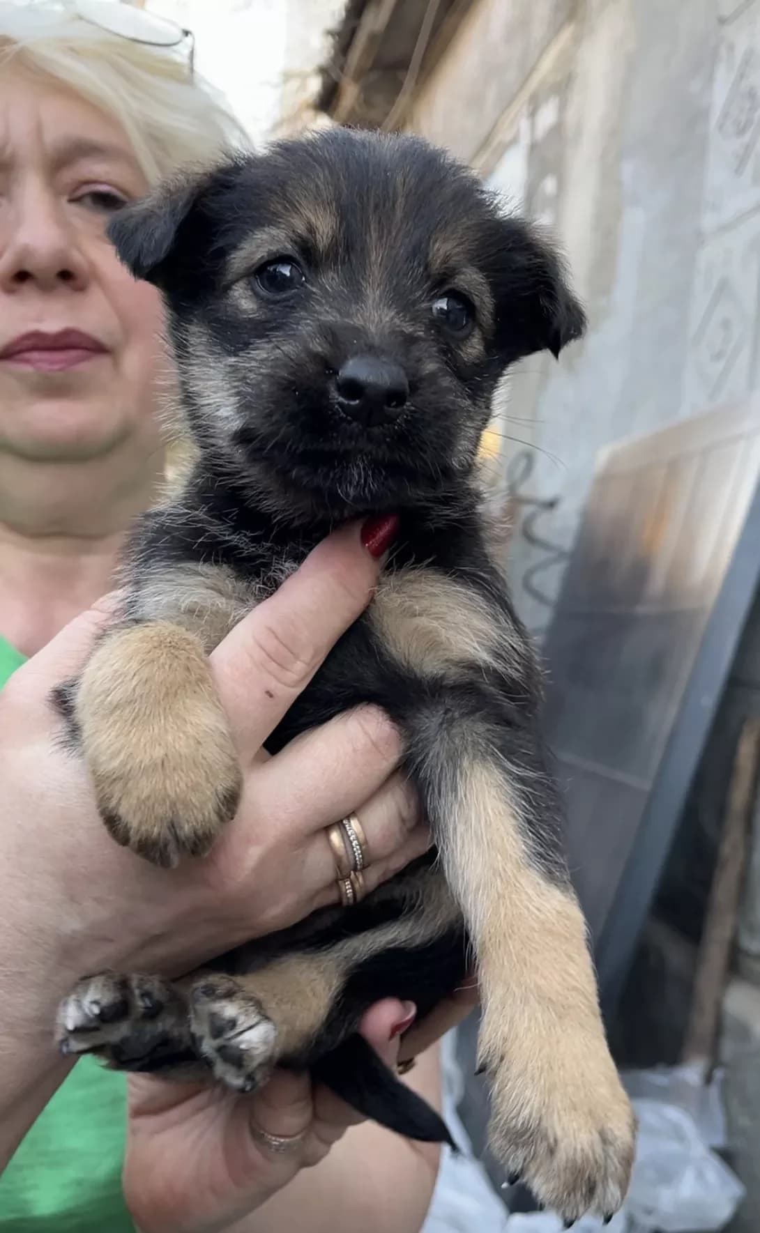 Roza (Роза), female young Mixed Breed for adoption at Happy Paw Poltava