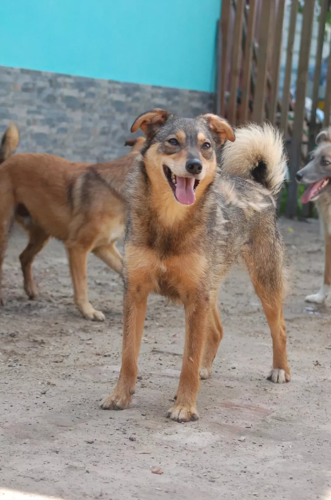 Valli (Валлі), female young Mixed Breed for adoption at Happy Paw Poltava