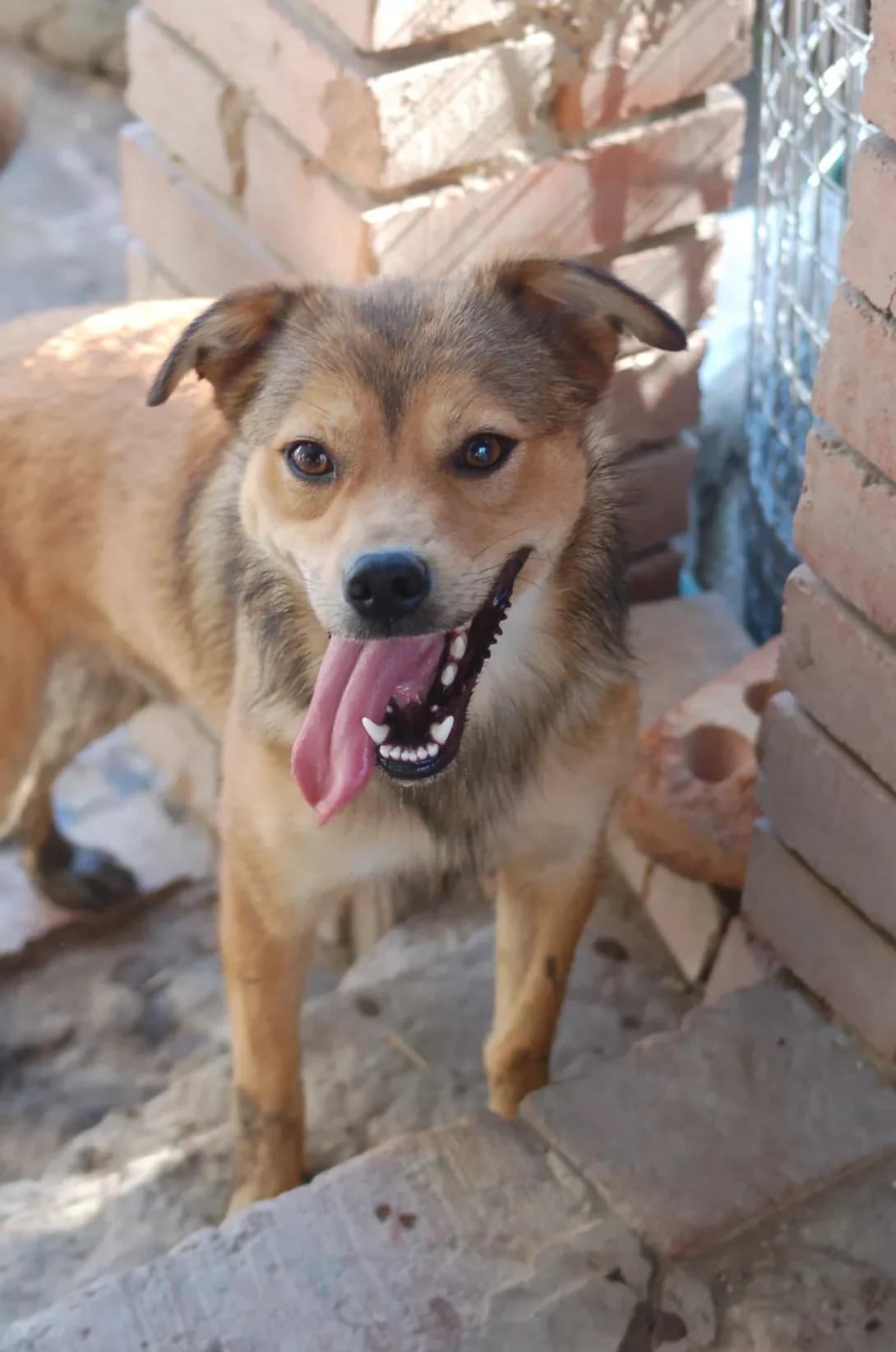 Volli (Воллі), male young Mixed Breed for adoption at Happy Paw Poltava