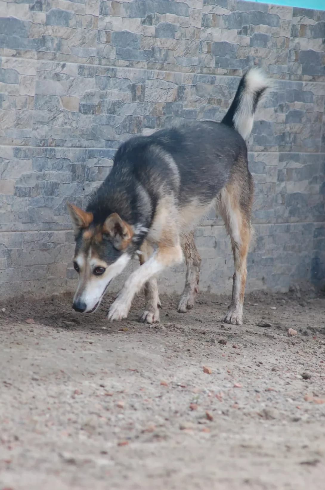 Layma (Лайма), female 6yo Mixed Breed for adoption at Happy Paw Poltava