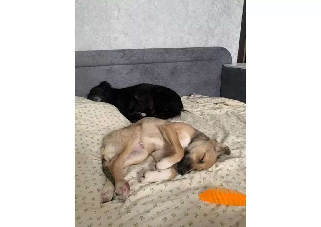 Tyapa (Тяпа), male young Mixed Breed for adoption at Happy Paw Kyiv
