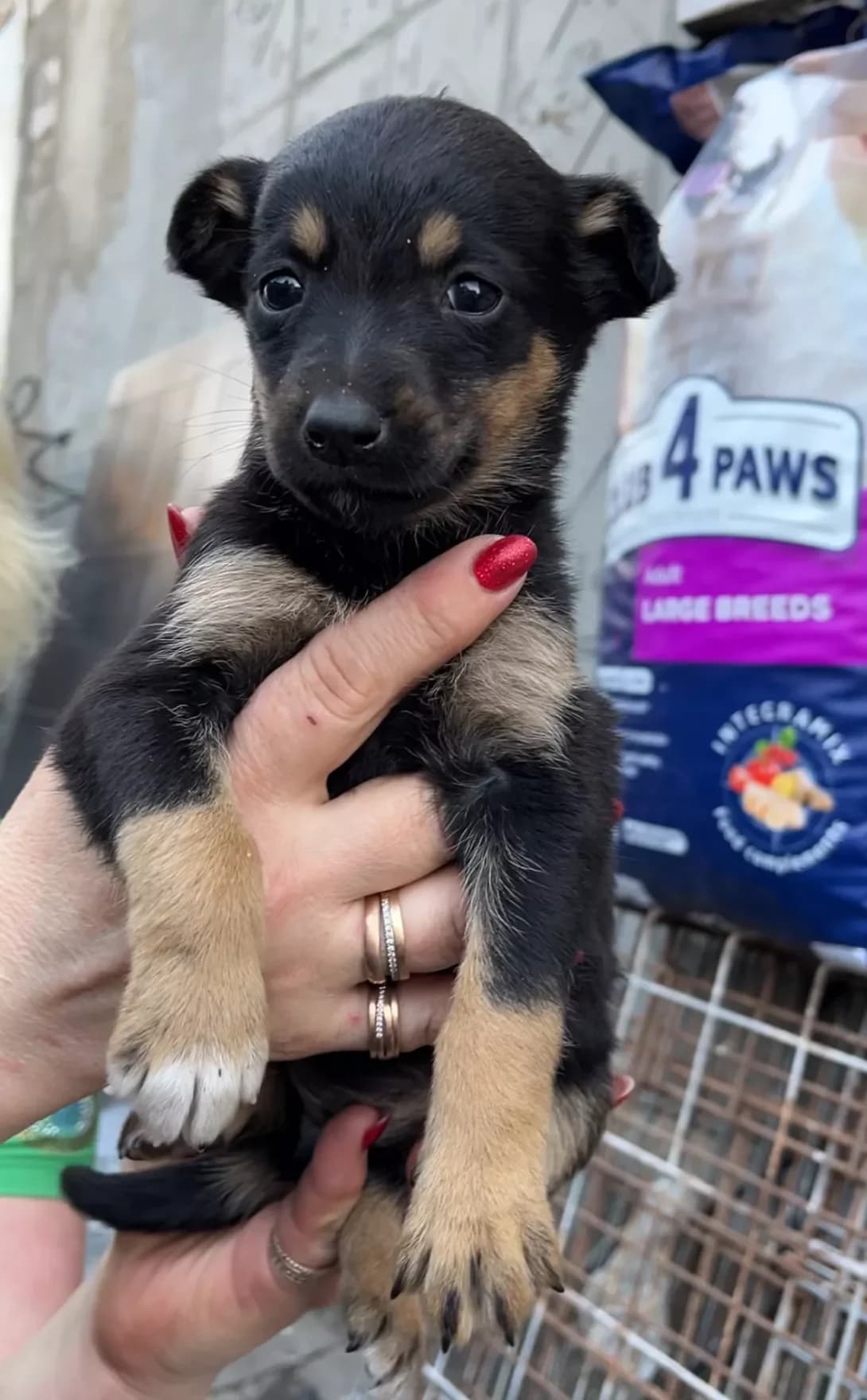 Mavka (Мавка), female young Mixed Breed for adoption at Happy Paw Poltava