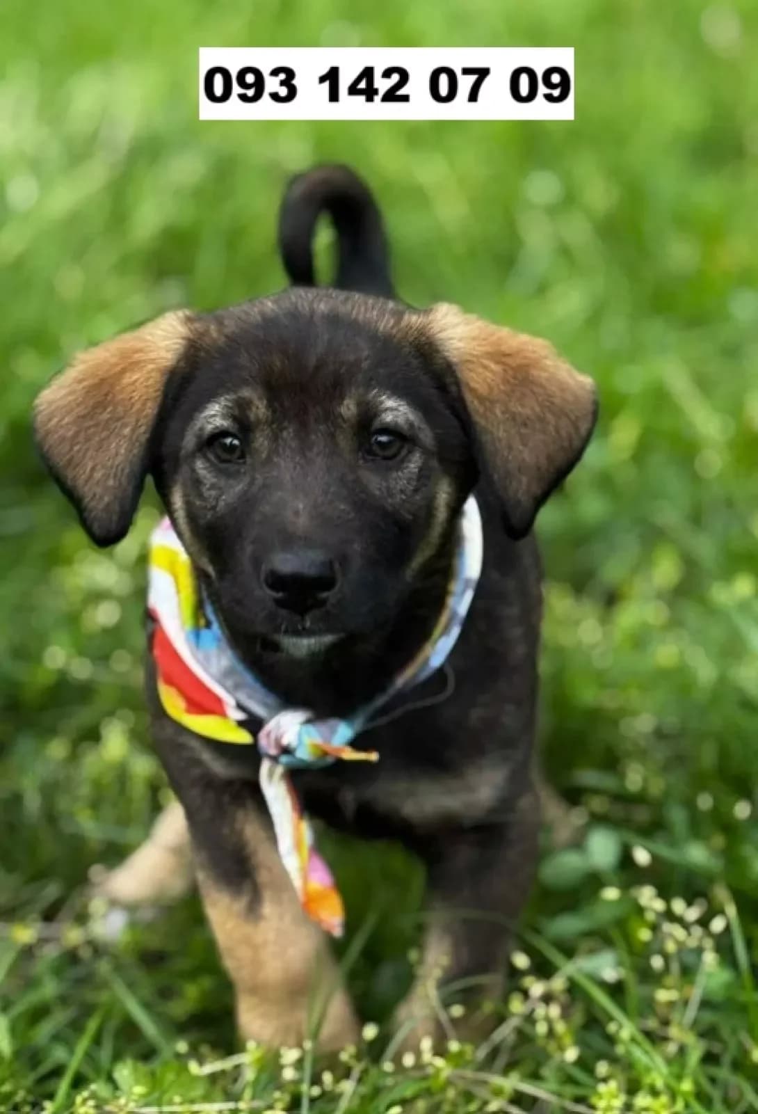 Tsutsenya - khlopchik (Цуценя - хлопчик), male young Mixed Breed for adoption at Happy Paw Kyiv