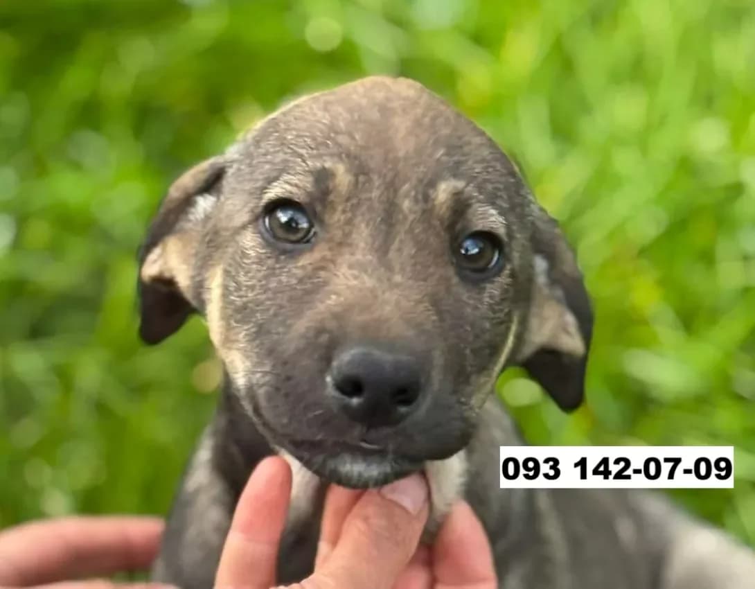 Tsutsenya - khlopchik (Цуценя - хлопчик), male young Mixed Breed for adoption at Happy Paw Kyiv