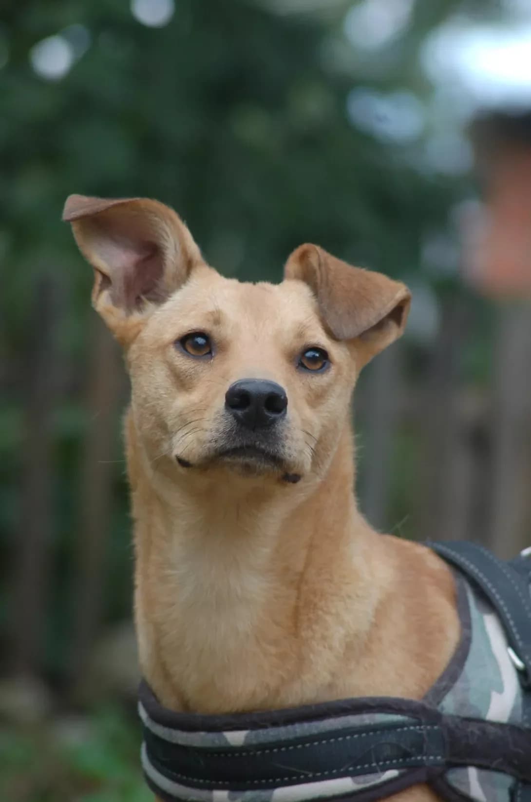 Leksi (Лексі), female 4yo Mixed Breed for adoption at Happy Paw Poltava