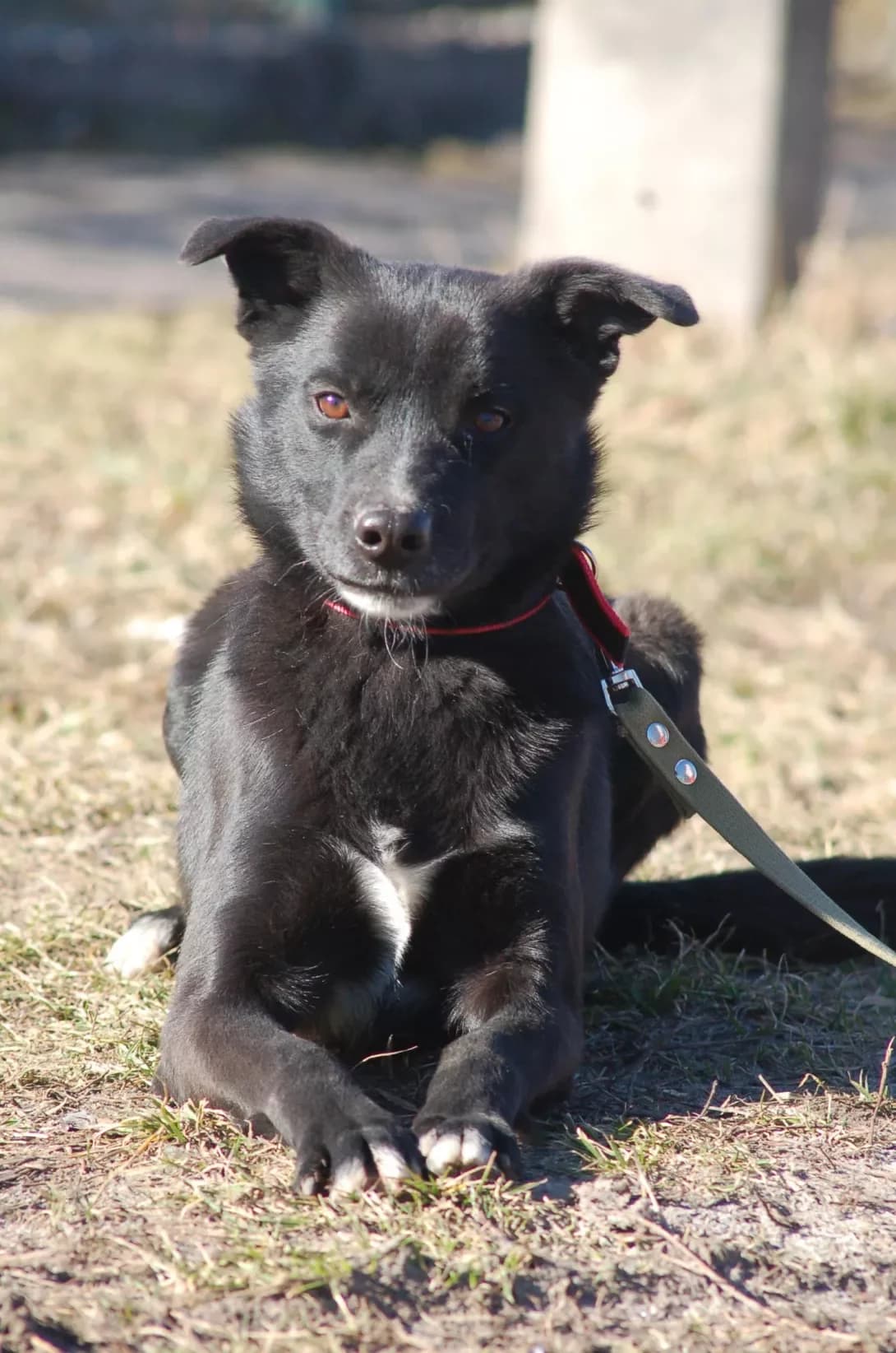 Balto (Балто), male 4yo Mixed Breed for adoption at Happy Paw Poltava