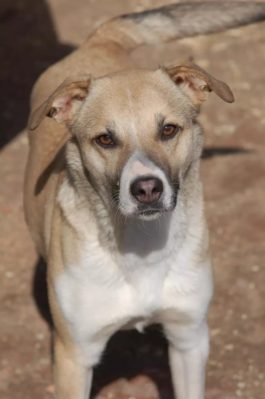 Salli (Саллі), female 4yo Mixed Breed for adoption at Happy Paw Poltava