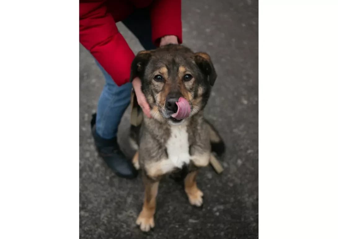 Archi (Арчі), male senior Mixed Breed for adoption at Happy Paw Kyiv