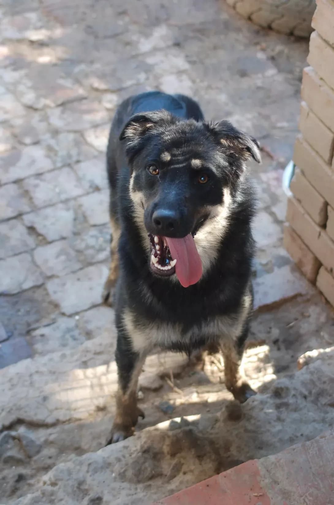 Krista (Кріста), female young Mixed Breed for adoption at Happy Paw Poltava