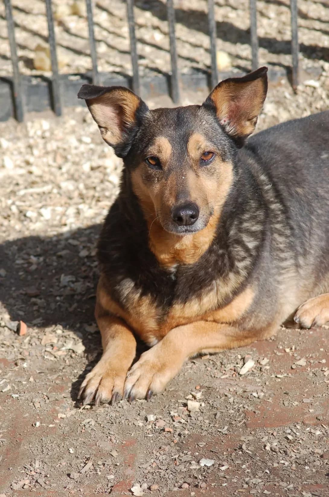 Freya (Фрея), female 7yo Mixed Breed for adoption at Happy Paw Poltava