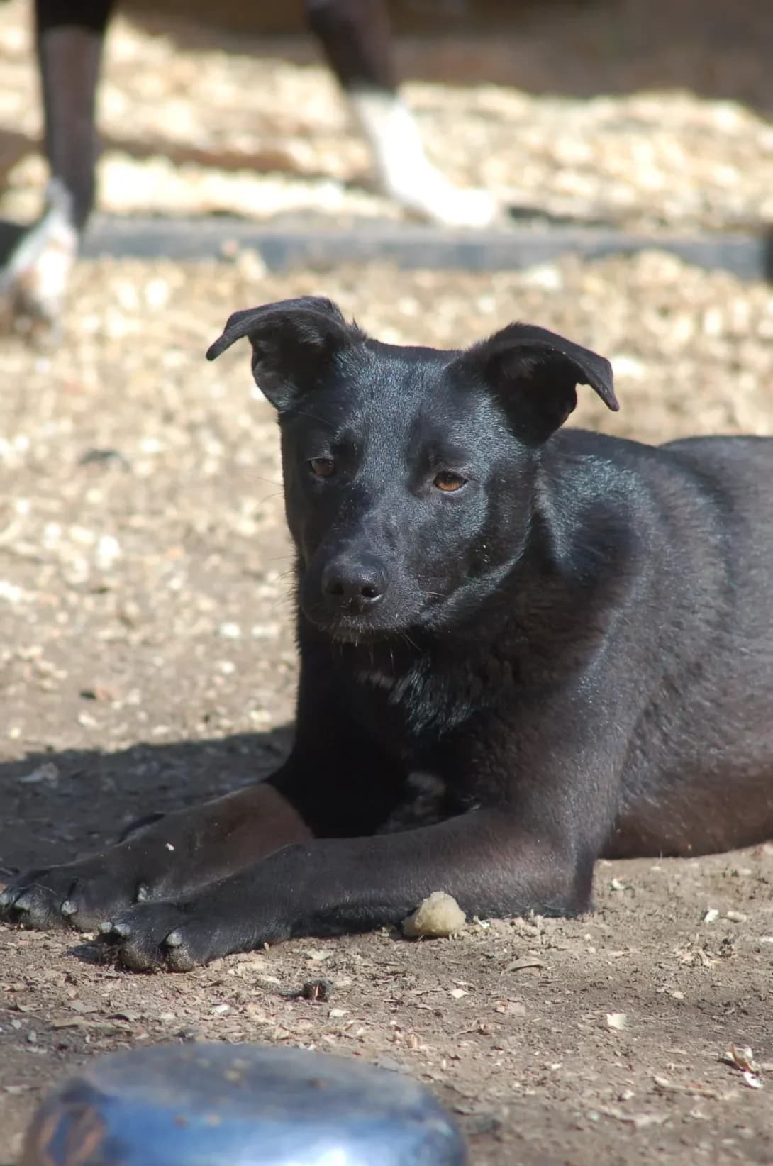 Mina (Міна), female young Mixed Breed for adoption at Happy Paw Poltava