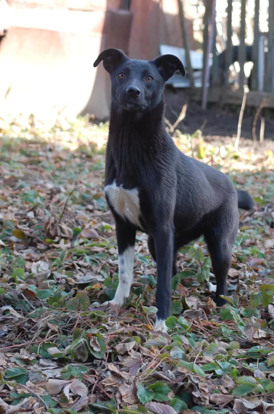 Milka (Мілка), female young Mixed Breed for adoption at Happy Paw Poltava