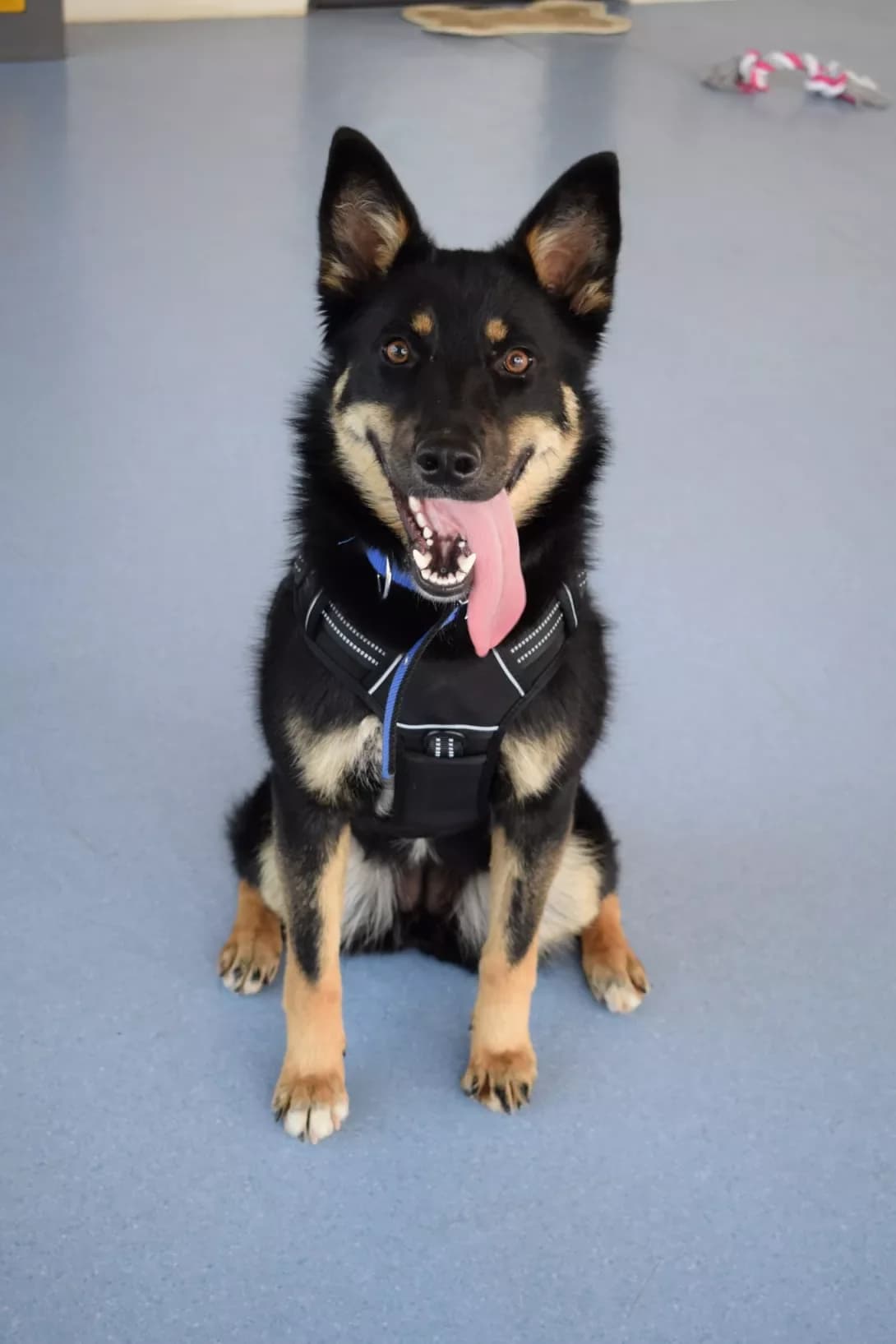 Dzhuli (Джулі), female young Mixed Breed for adoption at Happy Paw Kyiv