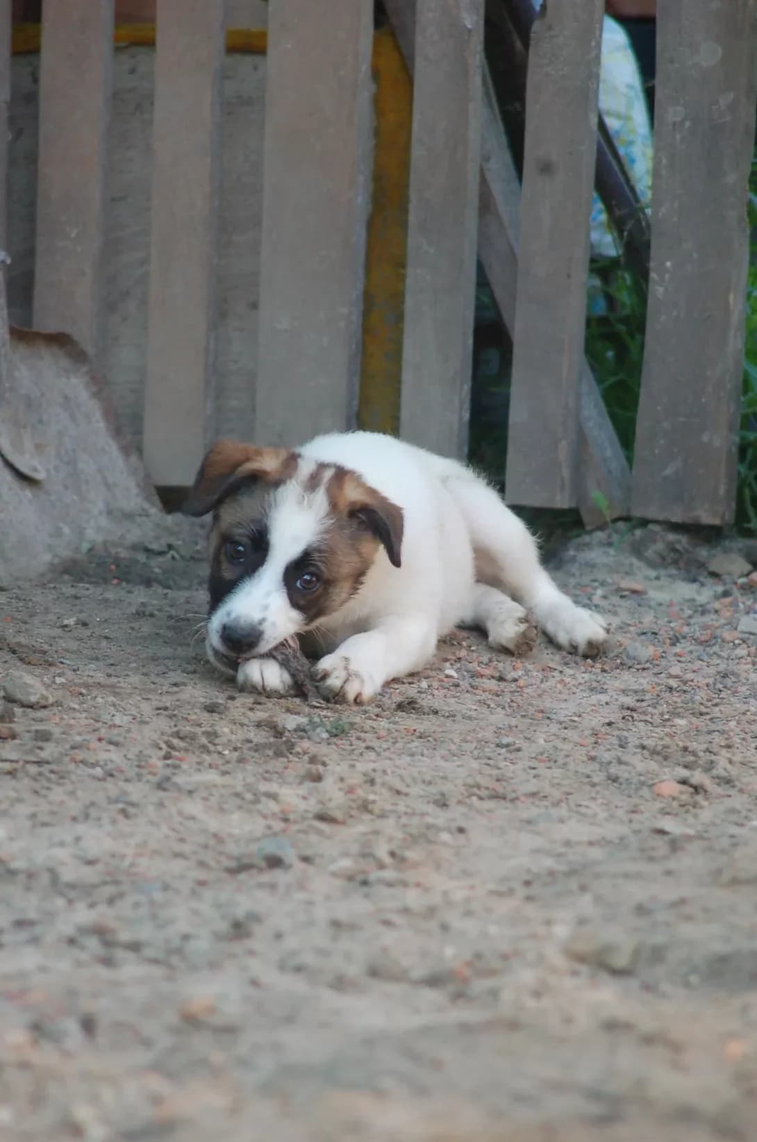 Silfa (Сільфа), female young Mixed Breed for adoption at Happy Paw Poltava