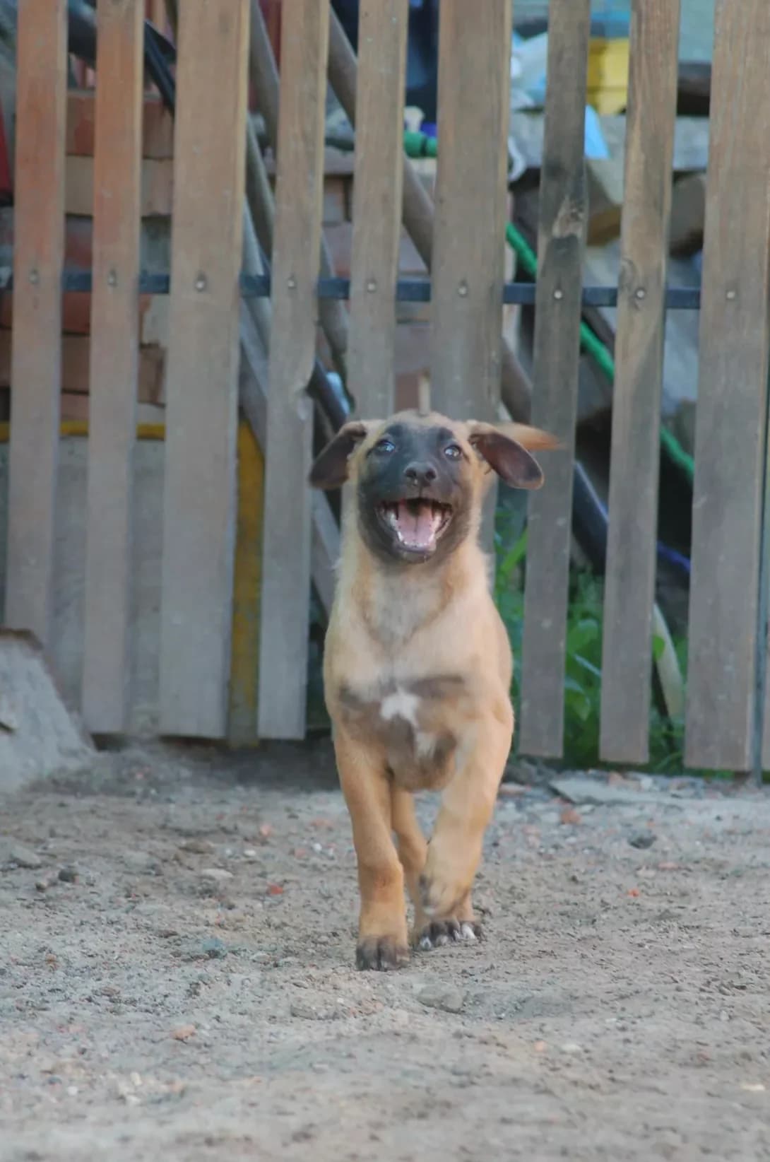 Filariya (Філарія), female young Mixed Breed for adoption at Happy Paw Poltava