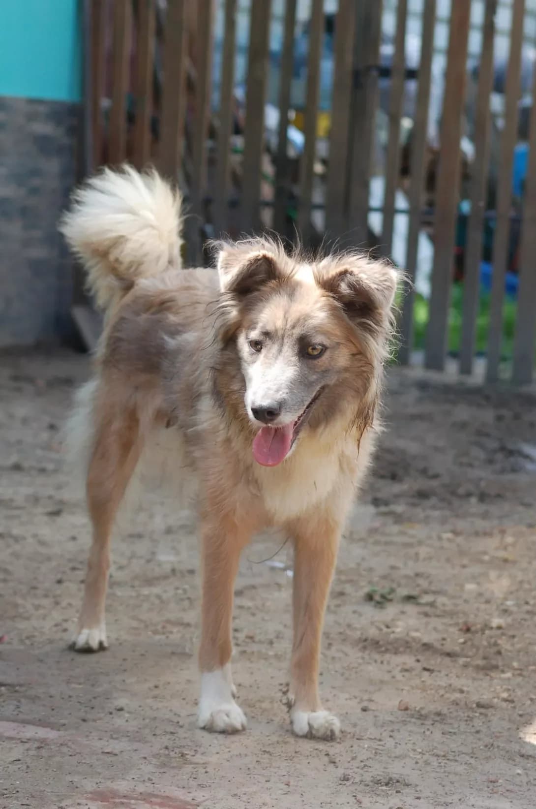 Isha (Іша), female 3yo Mixed Breed for adoption at Happy Paw Poltava