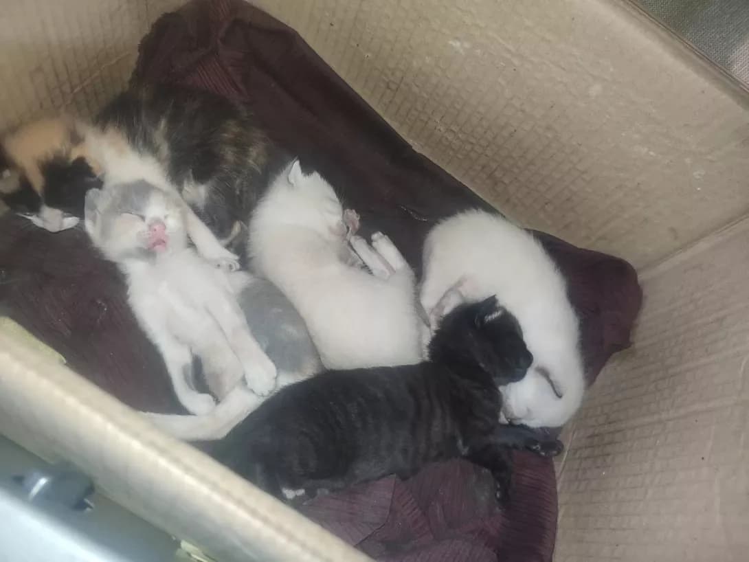 Vidsutni (Відсутні), female puppy Mixed Breed for adoption at Happy Paw Dnipro