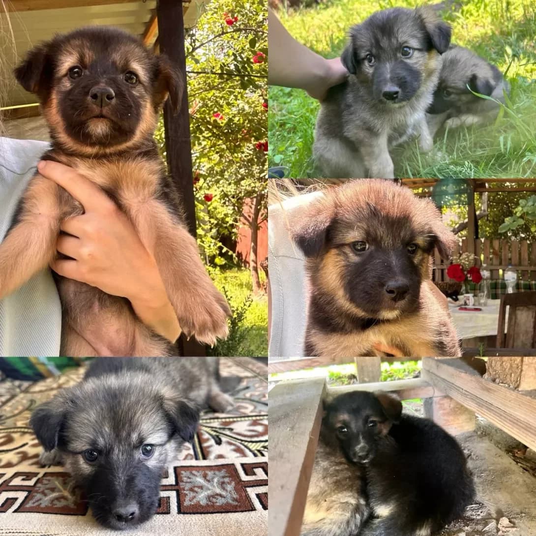 Masik (Масік), male young Mixed Breed for adoption at Happy Paw Kyiv
