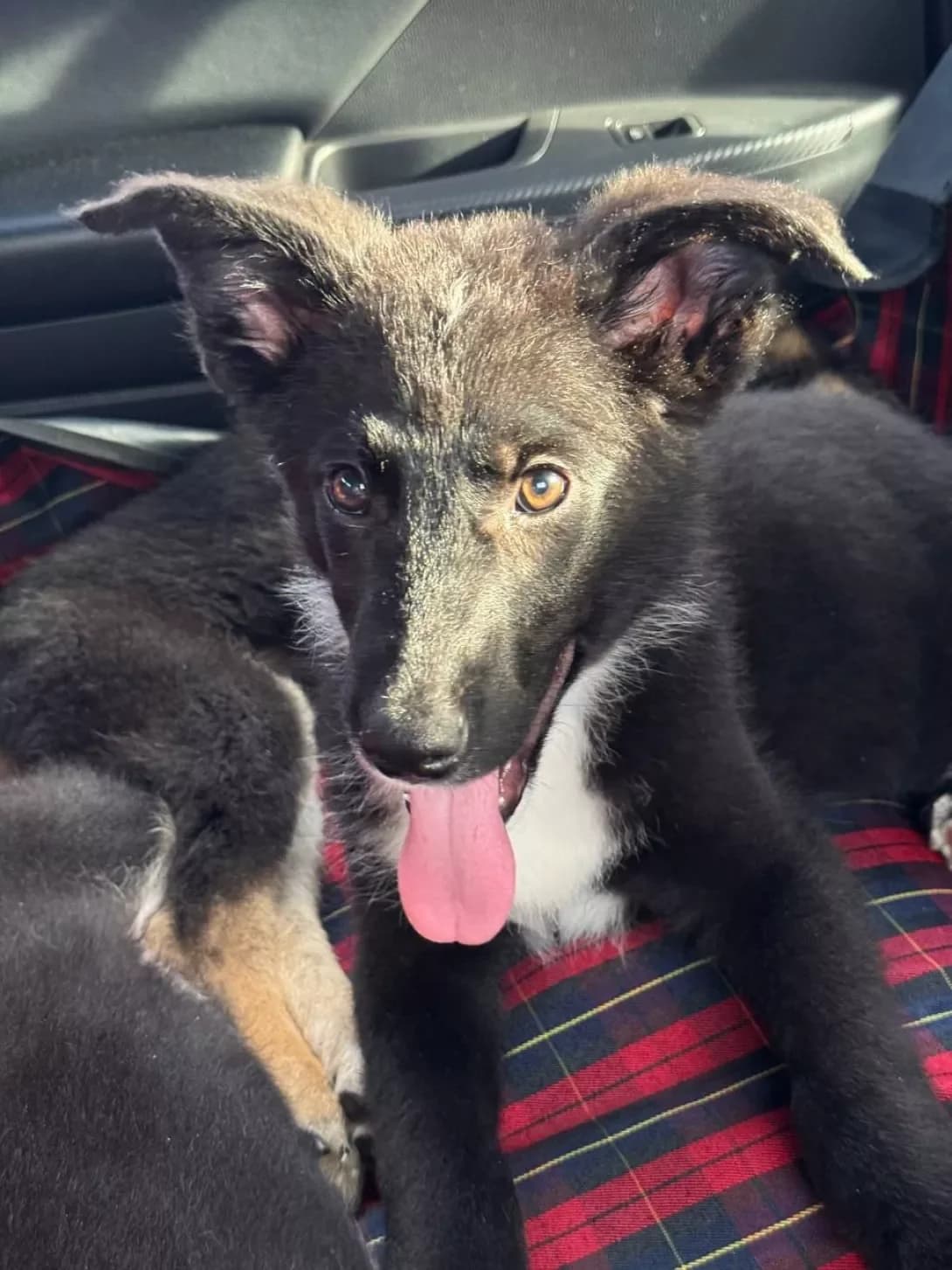 Ben (Бен), male young Mixed Breed for adoption at Happy Paw Kyiv
