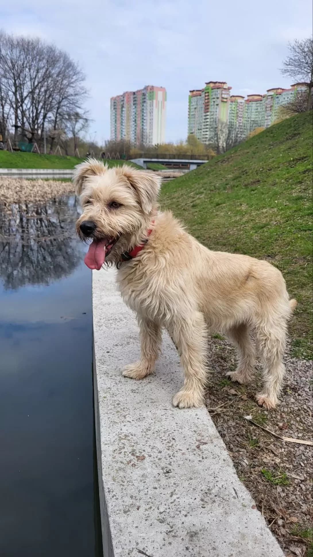 Zefirka (Зефірка), female 5yo Mixed Breed for adoption at Happy Paw Kyiv