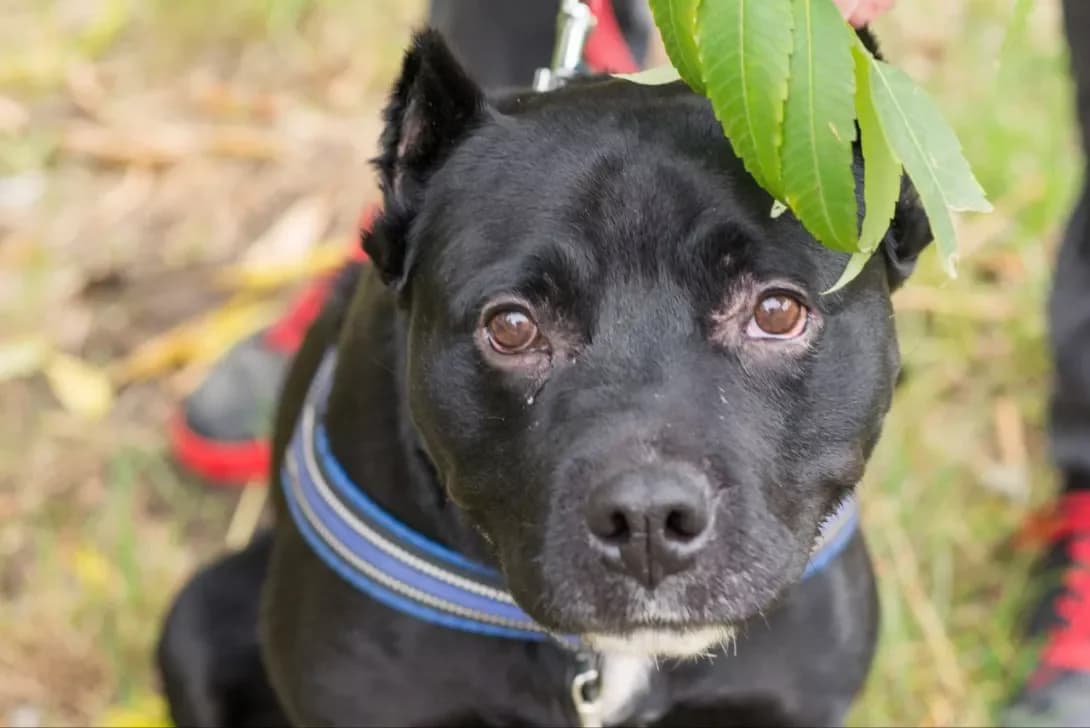 Dora (Дора), female 5yo Mixed Breed for adoption at Happy Paw Kyiv