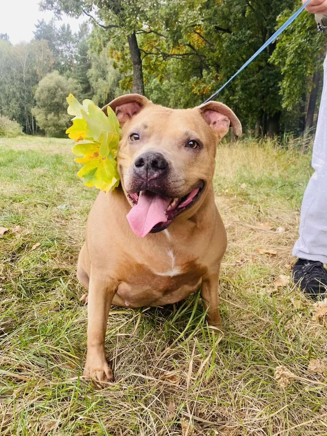 Loya (Лоя), female 5yo Mixed Breed for adoption at Happy Paw Kyiv