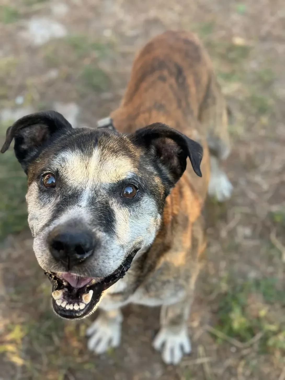 Dzhon (Джон), male senior Mixed Breed for adoption at Happy Paw Kyiv