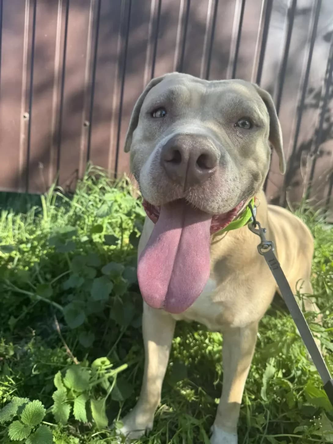 Dzhoyi (Джої), female 5yo Mixed Breed for adoption at Happy Paw Kyiv