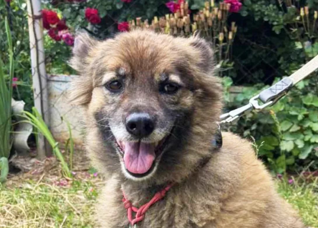 Marta (Марта), female 3yo Mixed Breed for adoption at Happy Paw Kyiv