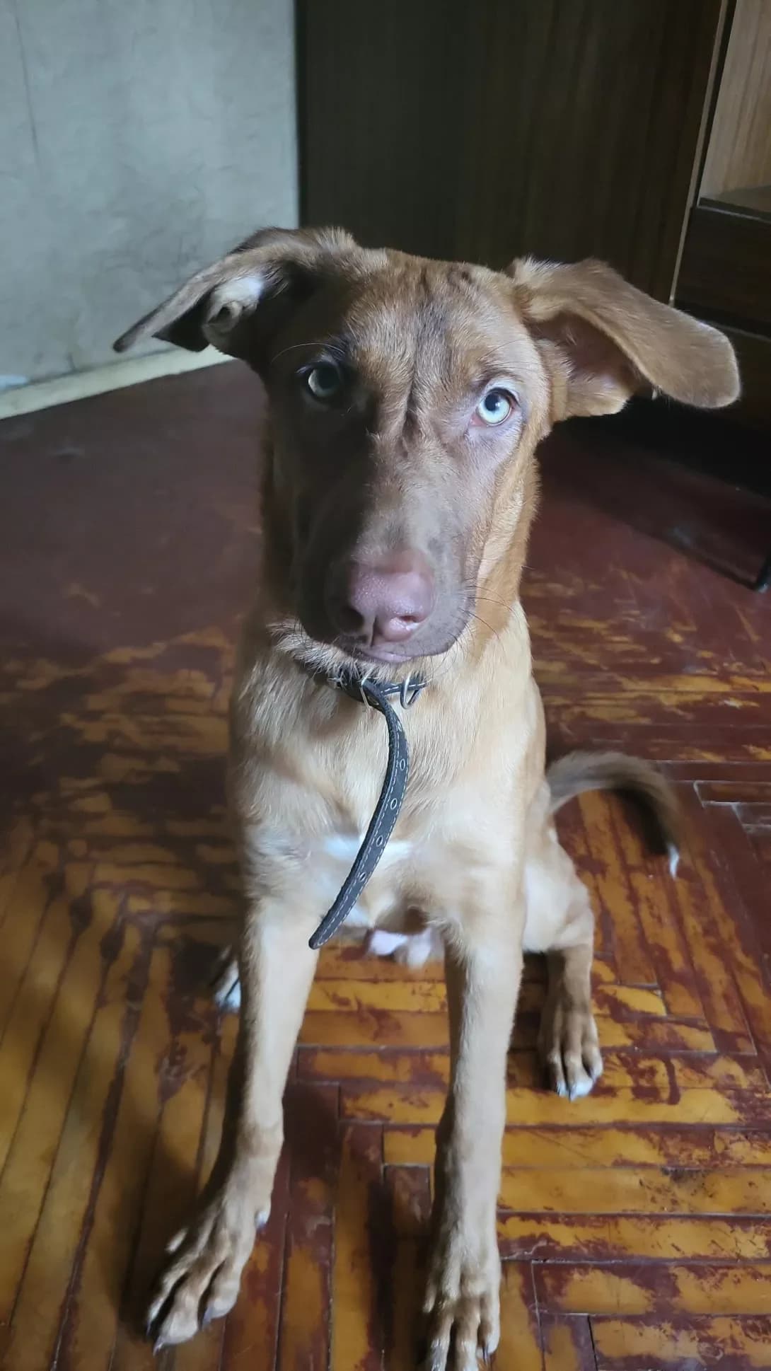 Dzhek (Джек), male young Mixed Breed for adoption at Happy Paw Kyiv