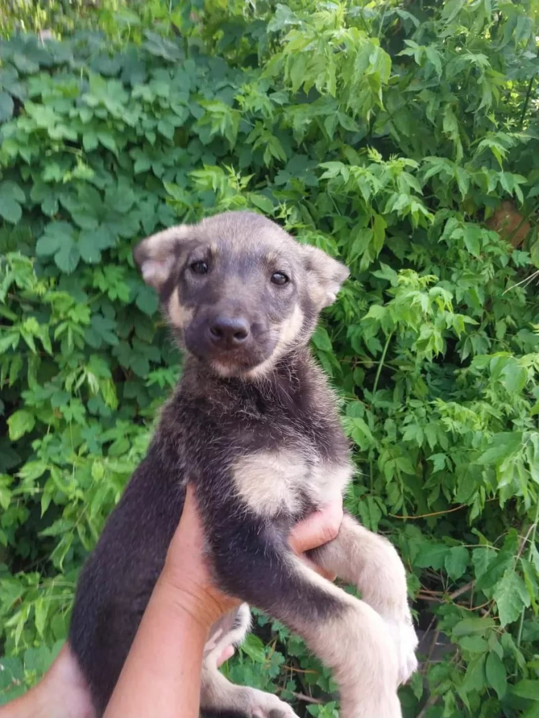 Lesi (Лесі), female young Mixed Breed for adoption at Happy Paw Kyiv