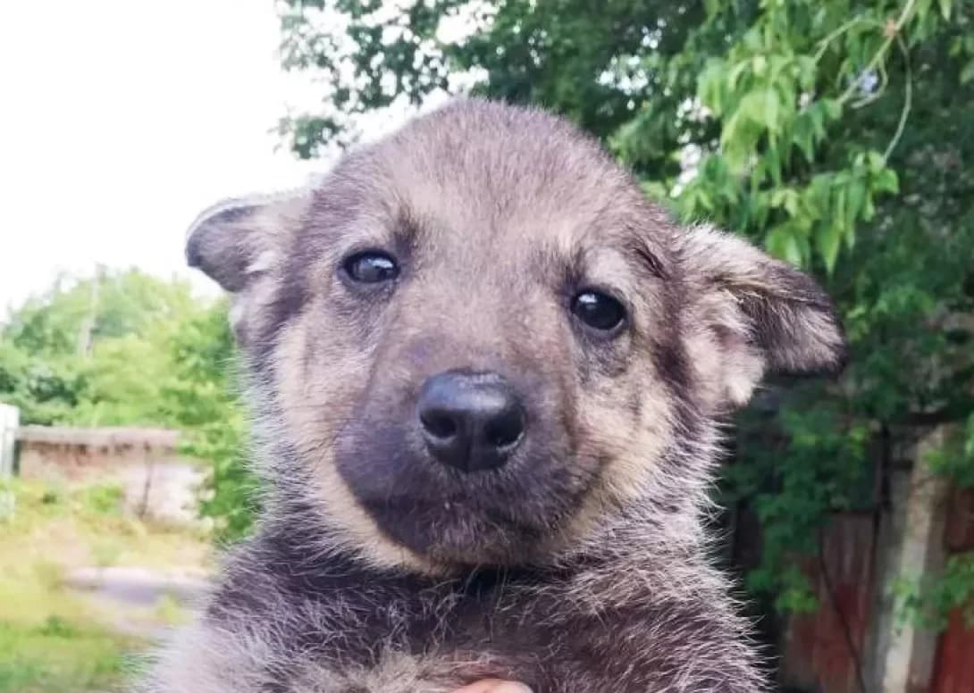Lika (Ліка), female young Mixed Breed for adoption at Happy Paw Kyiv