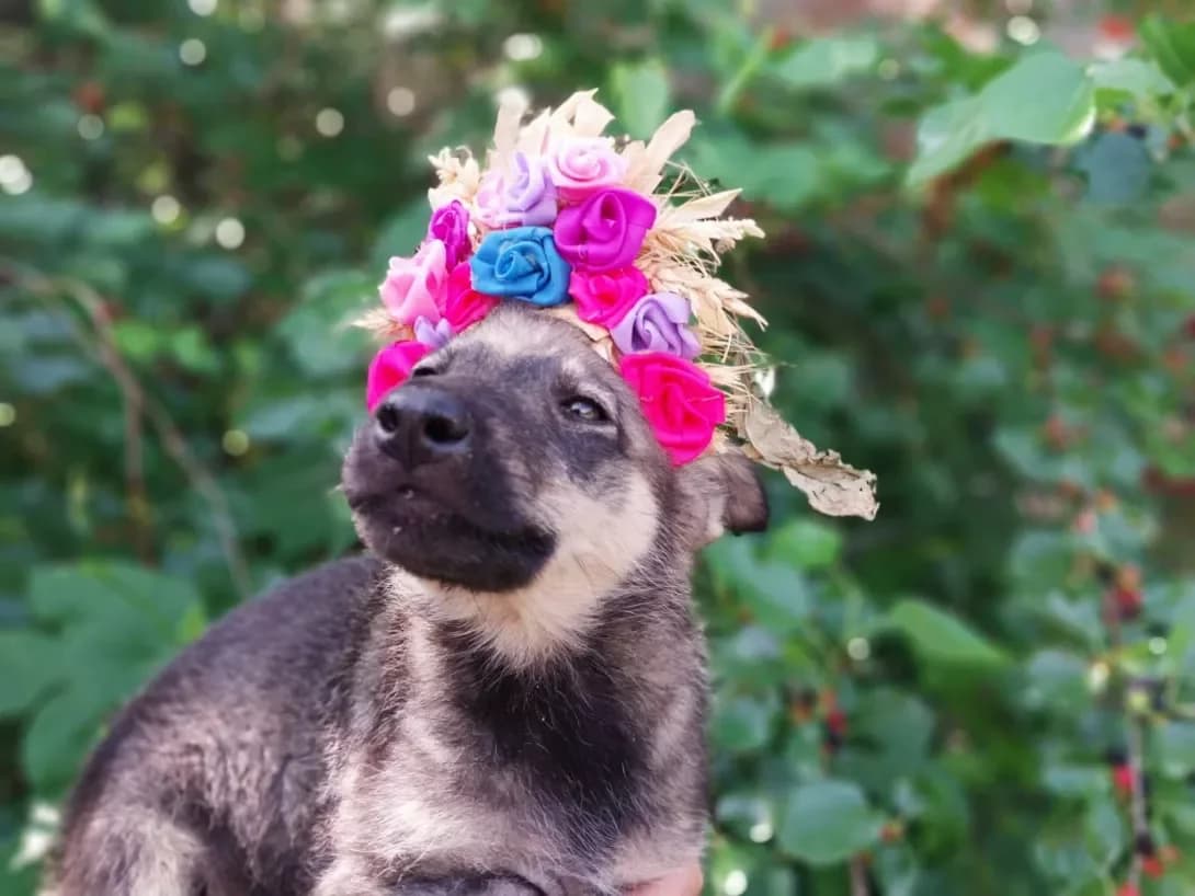 Leyla (Лейла), female young Mixed Breed for adoption at Happy Paw Kyiv