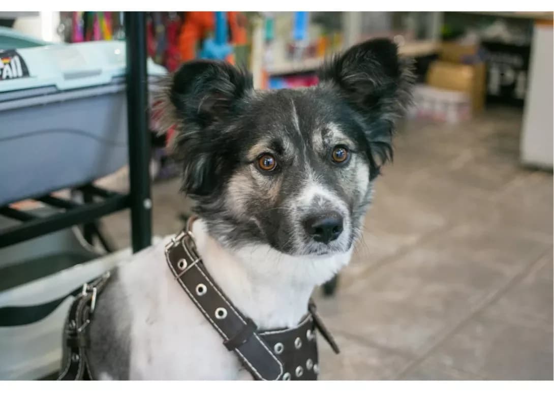 Bim (Бім), male 5yo Mixed Breed for adoption at Happy Paw Kyiv