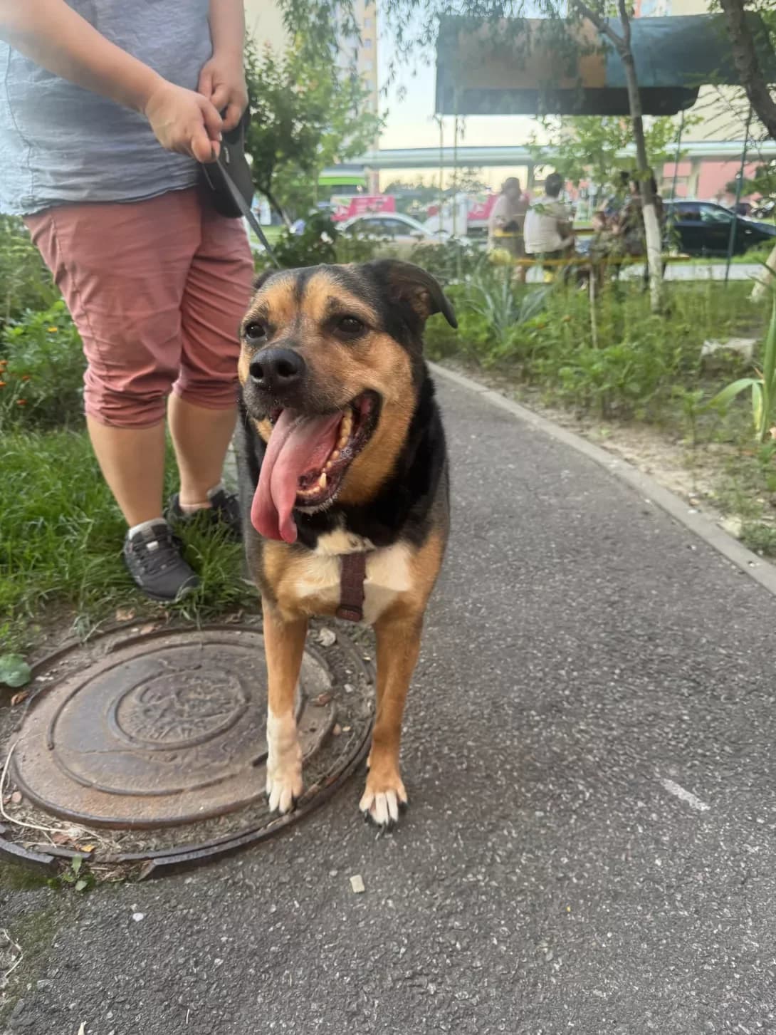 Byerta (Бєрта), female 6yo Mixed Breed for adoption at Happy Paw Kyiv