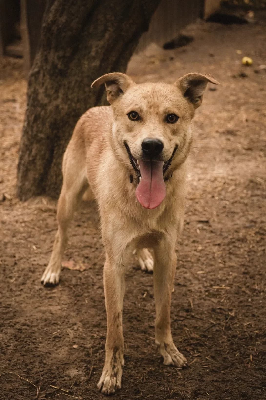 Sanni (Санні), male young Mixed Breed for adoption at Happy Paw Kyiv