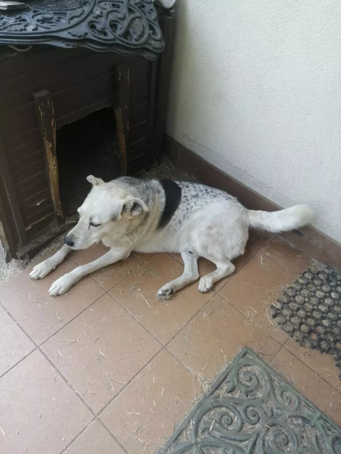 Chok (Чок), male senior Mixed Breed for adoption at Happy Paw Kyiv