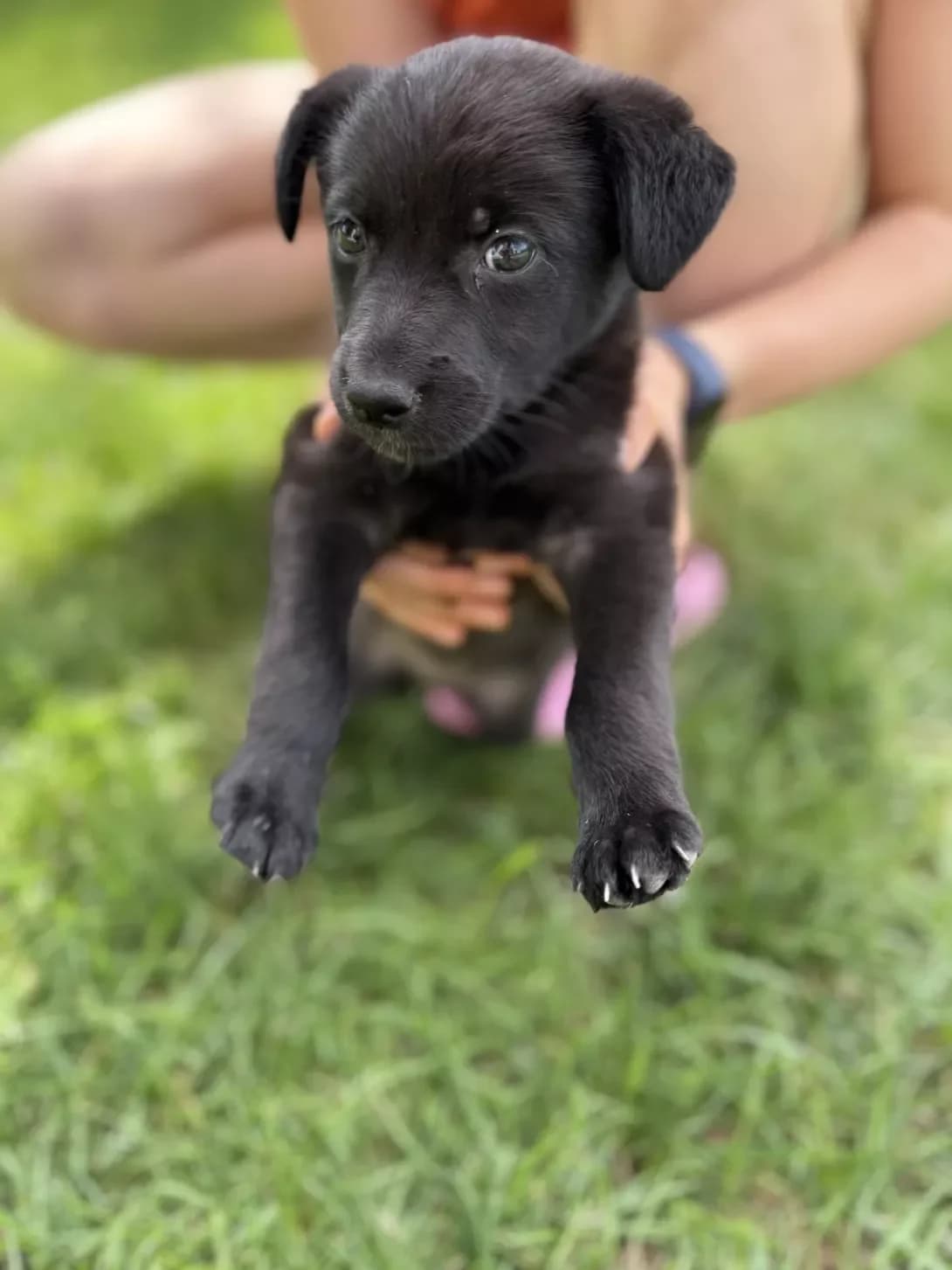 Meri (Мері), female puppy Mixed Breed for adoption at Happy Paw Kyiv