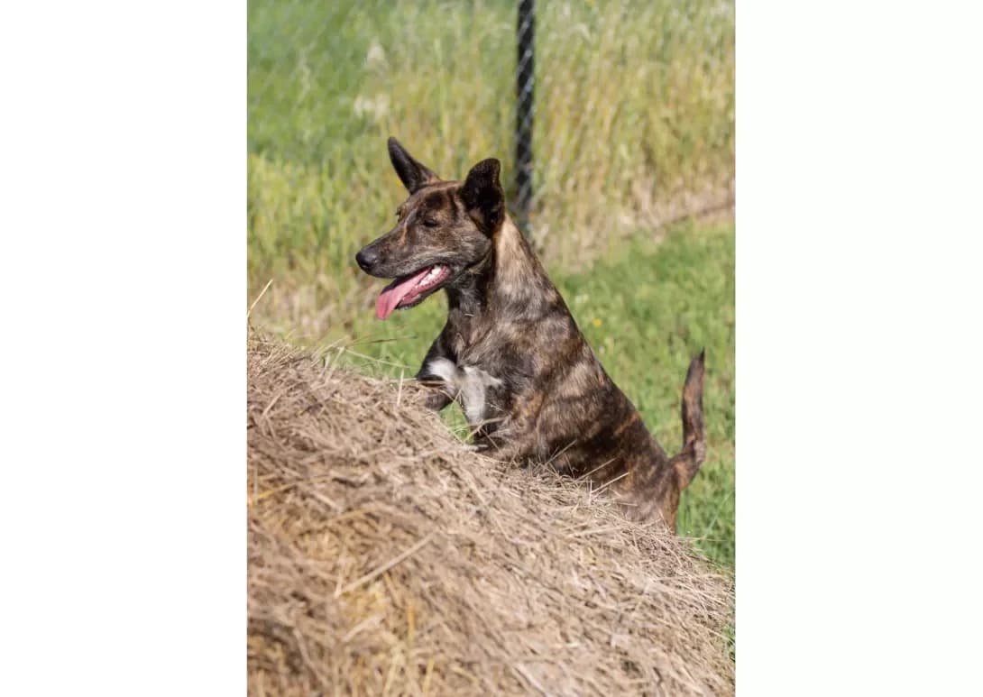 Nika (Ніка), female young Mixed Breed for adoption at Happy Paw Kyiv